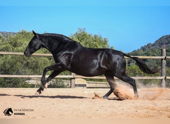 Menorquín, Yegua, 8 años, 157 cm, Negro