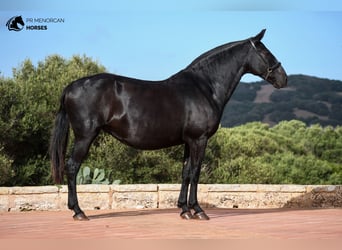 Menorquín, Yegua, 8 años, 157 cm, Negro