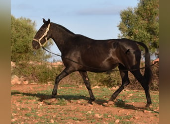 Menorquín, Yegua, 8 años, 160 cm, Negro