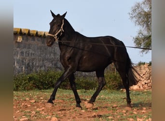 Menorquín, Yegua, 8 años, 160 cm, Negro