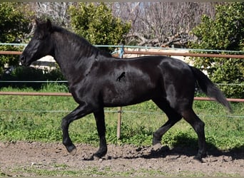 Menorquín, Yegua, 9 años, 159 cm, Negro