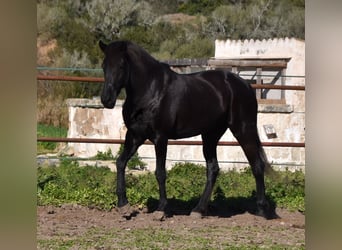 Menorquín, Yegua, 9 años, 159 cm, Negro