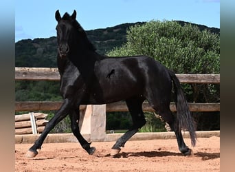 Menorquín, Yegua, 9 años, 160 cm, Negro