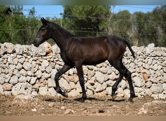 Menorquín, Yegua, Potro (02/2023), 156 cm, Negro