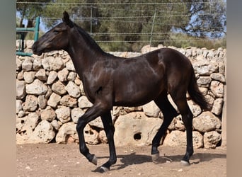 Menorquín, Yegua, Potro (01/2024), 160 cm, Negro