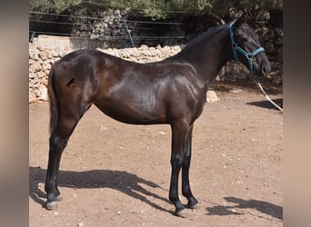 Menorquín, Yegua, Potro (01/2024), 160 cm, Negro