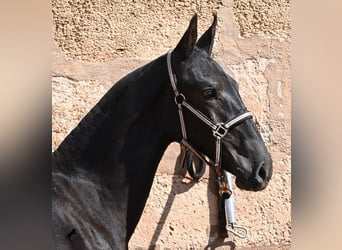 Menorquín, Yegua, Potro (02/2026), 160 cm, Negro