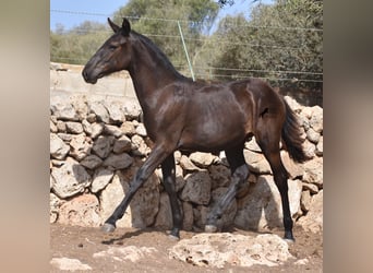 Menorquín, Yegua, Potro (01/2024), 160 cm, Negro