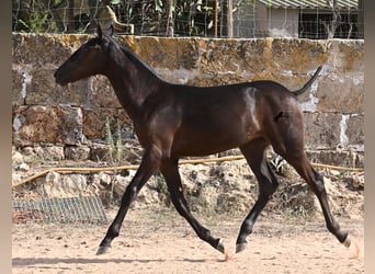 Menorquín, Yegua, Potro (03/2025), 160 cm, Negro