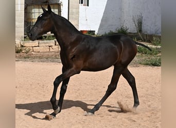 Menorquín, Yegua, Potro (03/2025), 160 cm, Negro