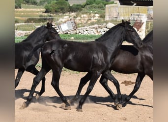 Menorquín, Yegua, Potro (02/2023), 160 cm, Negro