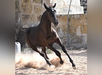 Menorquín, Yegua, Potro (03/2025), 160 cm, Negro