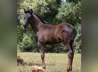 Menorquín, Yegua, , 163 cm, Negro