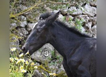 Menorquín, Yegua, , 165 cm, Negro