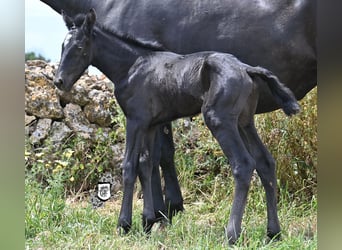 Menorquín, Yegua, , 165 cm, Negro