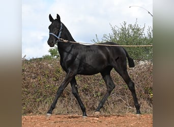 Menorquín, Yegua, Potro (03/2025), 165 cm, Negro