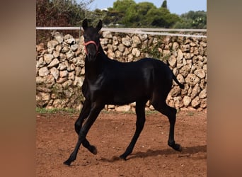 Menorquín, Yegua, Potro (02/2024), 167 cm, Negro