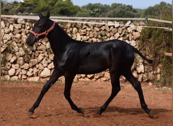 Menorquín, Yegua, Potro (02/2024), 167 cm, Negro