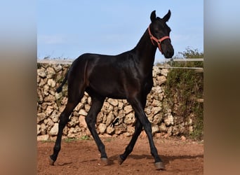 Menorquín, Yegua, Potro (02/2024), 167 cm, Negro