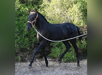 Menorquín, Yegua, Potro (02/2026), 170 cm, Negro
