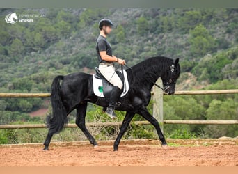 Menorquiner, Hengst, 14 Jahre, 155 cm, Rappe