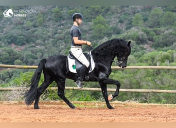 Menorquiner, Hengst, 14 Jahre, 155 cm, Rappe