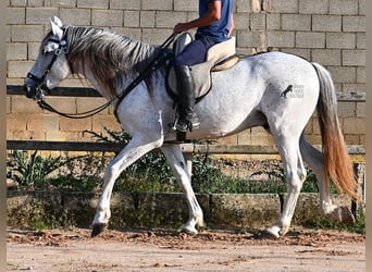 Menorquiner Mix, Hengst, 14 Jahre, 163 cm, Schimmel