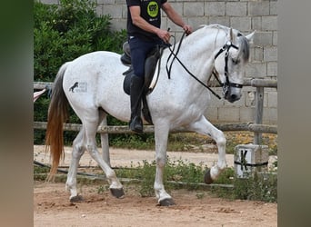 Menorquiner Mix, Hengst, 14 Jahre, 163 cm, Schimmel