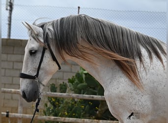 Menorquiner Mix, Hengst, 14 Jahre, 163 cm, Schimmel