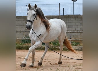 Menorquiner Mix, Hengst, 14 Jahre, 163 cm, Schimmel