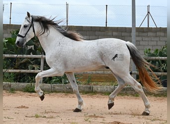 Menorquiner Mix, Hengst, 14 Jahre, 163 cm, Schimmel