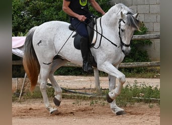 Menorquiner Mix, Hengst, 14 Jahre, 163 cm, Schimmel