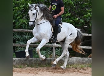 Menorquiner Mix, Hengst, 14 Jahre, 163 cm, Schimmel