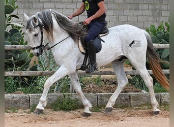 Menorquiner Mix, Hengst, 14 Jahre, 163 cm, Schimmel
