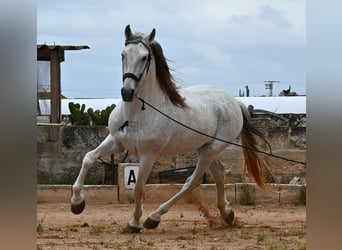Menorquiner Mix, Hengst, 14 Jahre, 163 cm, Schimmel