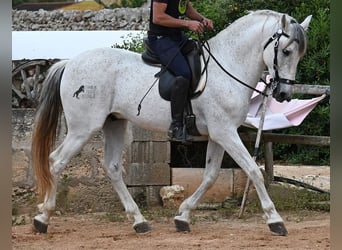 Menorquiner Mix, Hengst, 14 Jahre, 163 cm, Schimmel