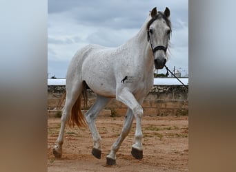 Menorquiner Mix, Hengst, 14 Jahre, 163 cm, Schimmel