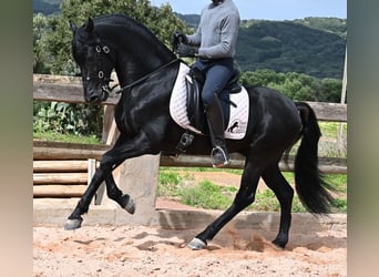 Menorquiner, Hengst, 15 Jahre, 155 cm