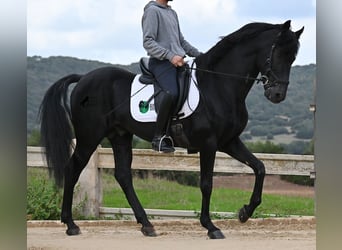 Menorquiner, Hengst, 15 Jahre, 155 cm, Rappe