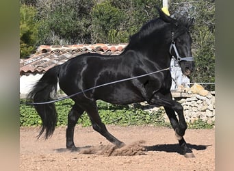 Menorquiner, Hengst, 15 Jahre, 160 cm, Rappe