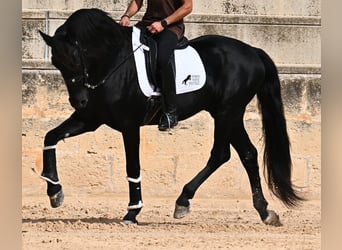 Menorquiner, Hengst, 17 Jahre, 167 cm, Rappe