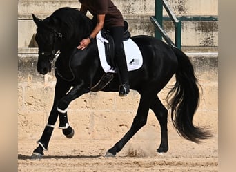 Menorquiner, Hengst, 17 Jahre, 167 cm, Rappe