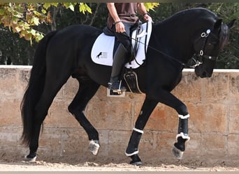 Menorquiner, Hengst, 17 Jahre, 167 cm, Rappe