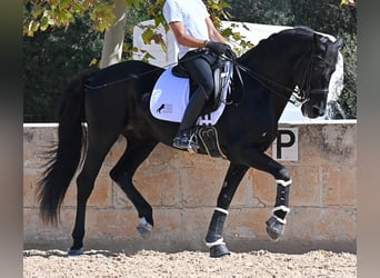 Menorquiner, Hengst, 17 Jahre, 167 cm, Rappe