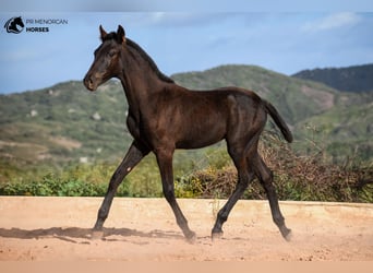 Menorquiner, Hengst, 1 Jahr, 155 cm, Rappe