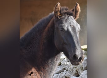 Menorquiner, Hengst, 1 Jahr, 160 cm, Rappe