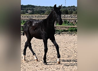 Menorquiner, Hengst, 1 Jahr, 160 cm, Rappe