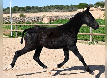 Menorquiner, Hengst, 1 Jahr, 160 cm, Rappe
