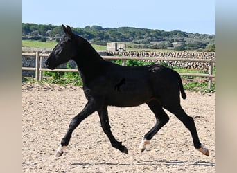 Menorquiner, Hengst, 1 Jahr, 160 cm, Rappe