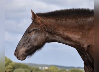 Menorquiner, Hengst, 1 Jahr, 162 cm, Rappe